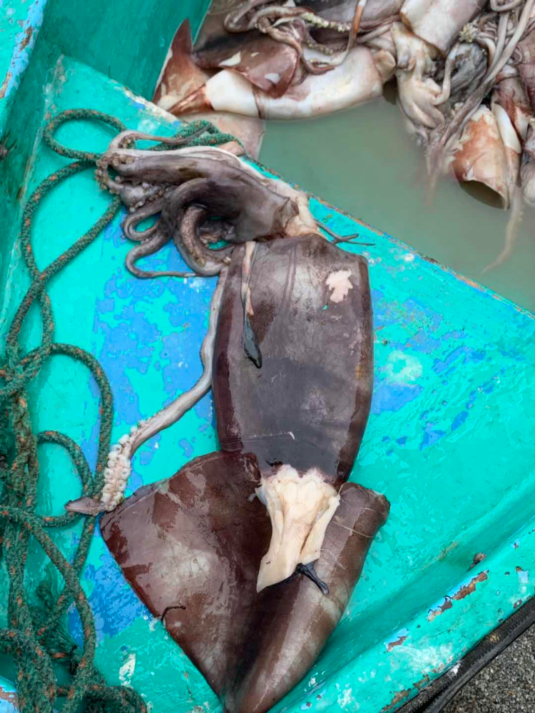 冷凍魷魚(yú)原條 FROZEN WHOLE GIANT SQUID