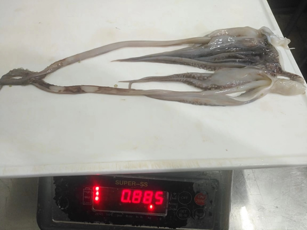 冷凍魷魚須 FROZEN GIANT SQUID TENTACLES